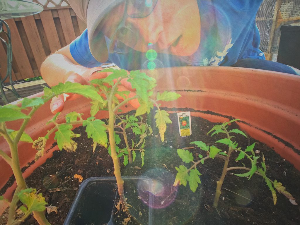 Growing tomatoes from starter plants