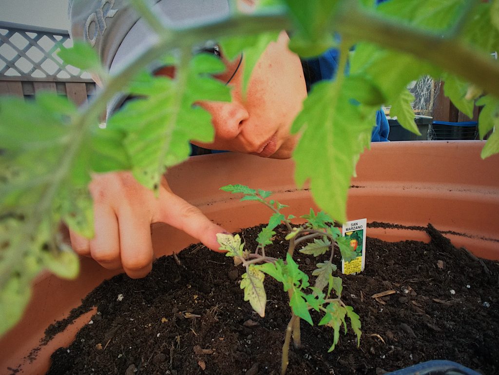 Growing San Marzano tomatoes in a container